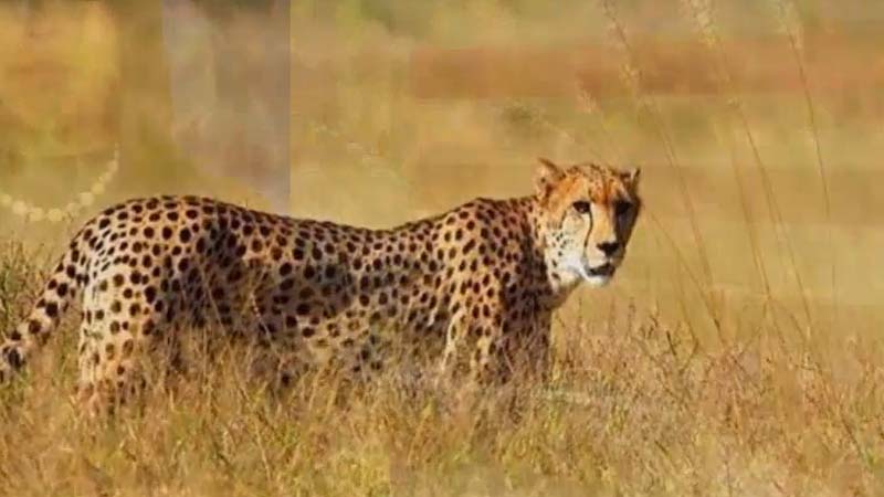 cheetah3.jpg