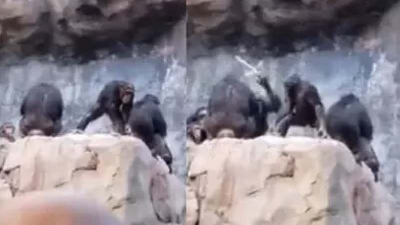 chimpanzi.jpg
